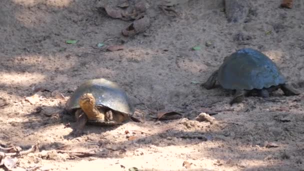 Zwei Afrikanische Helmschildkröten Sand — Stockvideo