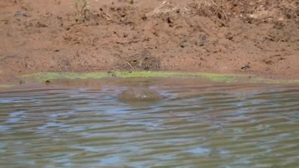 Africká Želva Helmě Hledá Potravu Břehu Jezera — Stock video