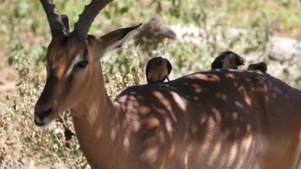 Três Pica Nozes Bico Amarelo Parte Trás Uma Impala — Vídeo de Stock