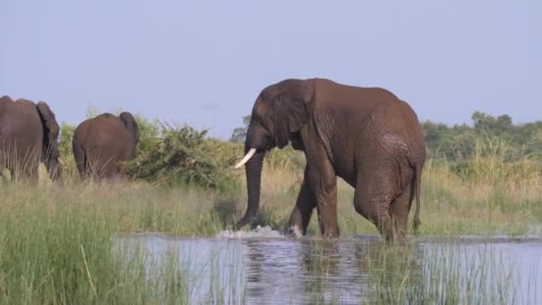 Elefante Esce Lago Pilanesberg Sud Africa — Video Stock