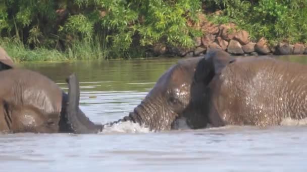 Elefantes Luchando Lago Pilanesberg Sudáfrica — Vídeo de stock