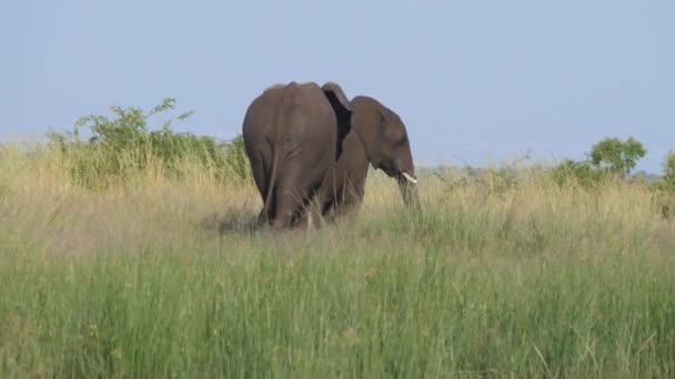 南アフリカのピラセンバーグのサバンナを歩く2頭の象 — ストック動画