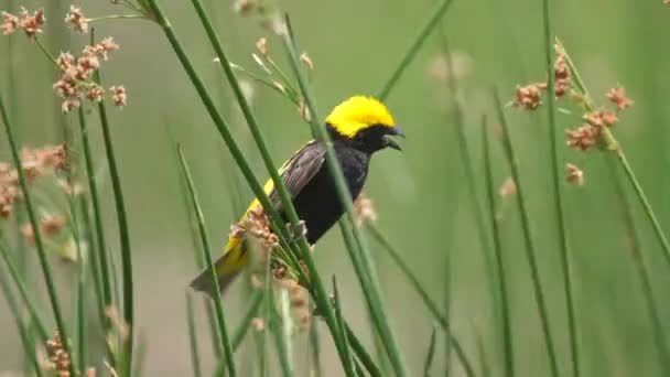 Yellow Κεφάλι Blackbird Ανήλικος Κάθεται Στο Καλάμι — Αρχείο Βίντεο