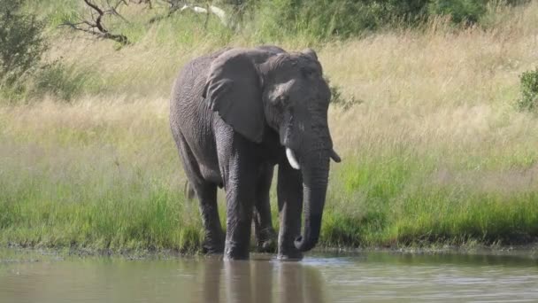 南アフリカのピラセンバーグの湖の隣に象が立っています — ストック動画