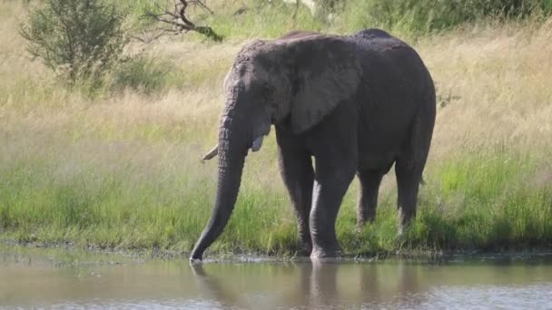 南アフリカのピラセンバーグの湖の水で遊ぶ象 — ストック動画