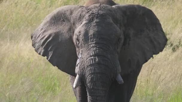 Blisko Słonia Pijącego Jeziora Pilanesberg Republice Południowej Afryki — Wideo stockowe