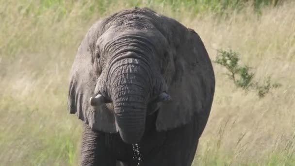 在南非皮拉内堡的一个湖中喝水的大象旁边 — 图库视频影像