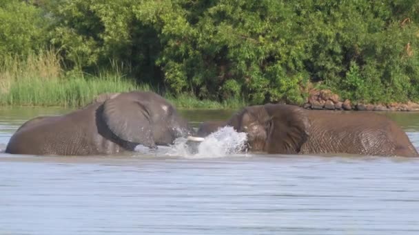 南アフリカのピラセンバーグにある湖の象3頭 — ストック動画