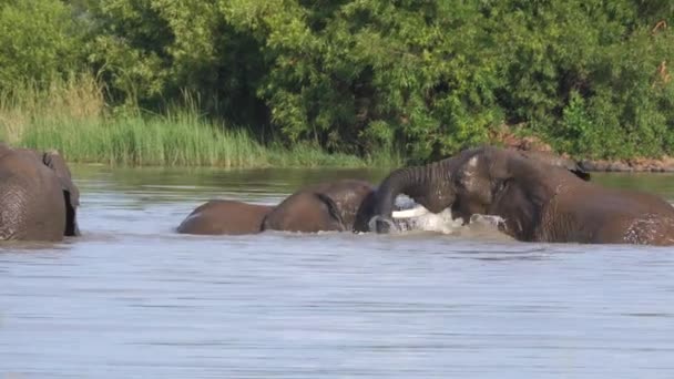 Elefantes Luchando Lago Pilanesberg Sudáfrica — Vídeo de stock