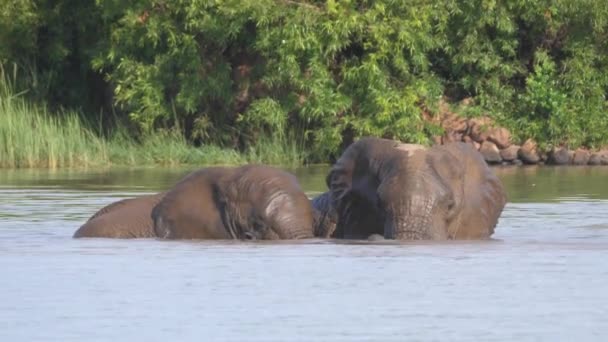 南アフリカのピラセンバーグで湖で交尾する象 — ストック動画