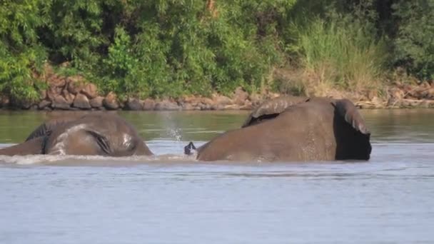 南アフリカのピラセンバーグで湖で交尾する象 — ストック動画