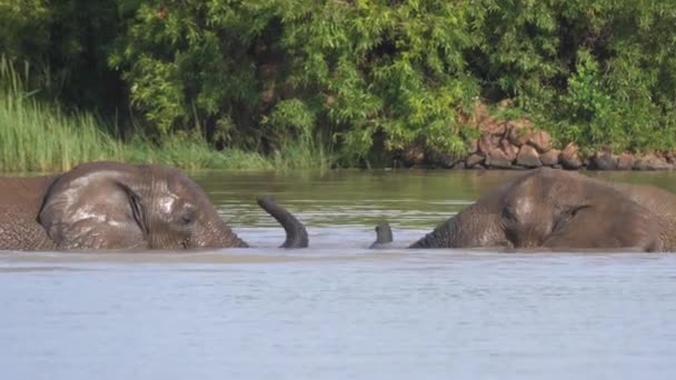 Elefantes Luchando Lago Pilanesberg Sudáfrica — Vídeo de stock