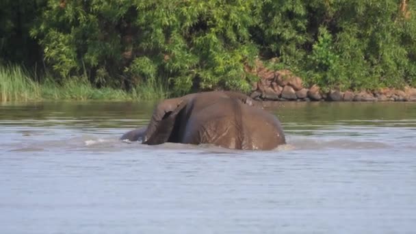 Ελέφαντες Πολεμούν Μια Λίμνη Στο Pilanesberg Στη Νότια Αφρική — Αρχείο Βίντεο