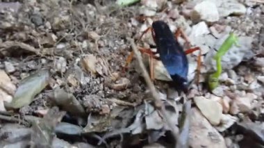 Doğu Cape Eyaleti, Güney Afrika 'daki Baviaanskloof Mega Reserve' de Büyük Altın Kazıcı Arısı