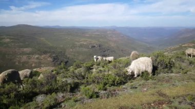 Lesotho 'da Rakotoane çevresinde Angora Keçileri Sürüsü