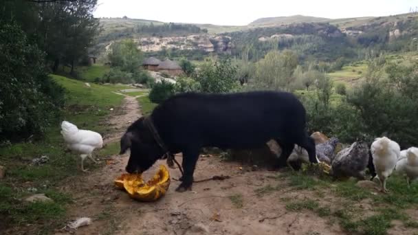 Porc Manger Partir Melon Tandis Que Entouré Poulets — Video