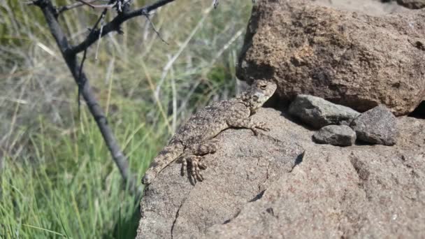 Gecko Gros Doigts Bibron Sur Rocher Lesotho — Video