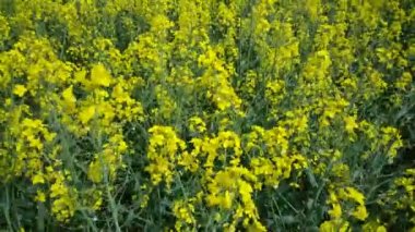 Fransa 'daki La Brenne doğal parkında güney bataklık orkidesi.