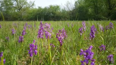 Fransa 'da Brenne Doğal Parkı' ndaki Sarı Kolza Tohumu tarlasından