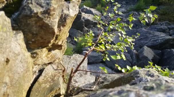 Ardennes Belçika Bir Kayanın Üzerinde Ortak Bir Duvar Kertenkelesi — Stok video