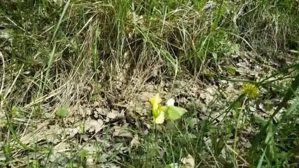 Paarungsvorgang Der Schmetterlinge Eine Blume Den Ardennen Belgien — Stockvideo