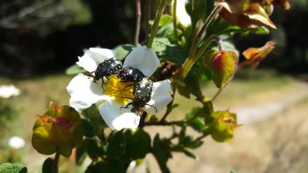 ポルトガルの花に黒い悪臭の虫 — ストック動画