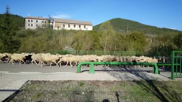 Troupeau Moutons Circulant Dans Une Rue Espagne — Video