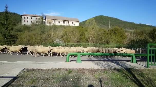 Schafherde Läuft Auf Einer Straße Spanien — Stockvideo