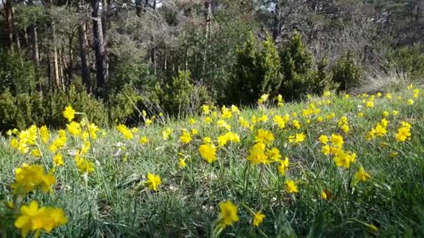 Pan Pola Daffodil Kwiaty — Wideo stockowe