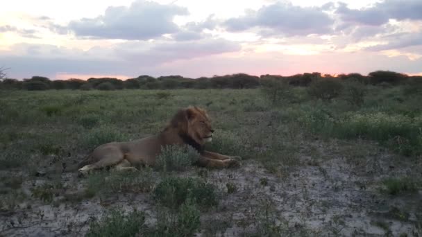 Macho León Tendido Savannah Reserva Caza Central Kalahari Durante Atardecer — Vídeos de Stock