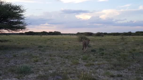 在博茨瓦纳中卡拉哈里野生动物保护区的萨凡纳散步的雄狮 — 图库视频影像