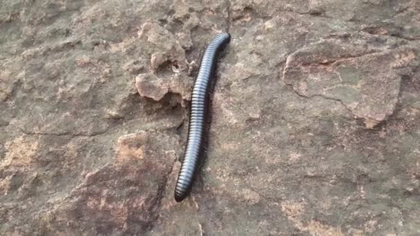 Un mille-pattes africain géant sur un rocher aux sommets du Sindou au Burkina Faso
