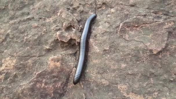 Centopiedi Africani Giganti Una Roccia Alle Cime Del Sindou Burkina — Video Stock