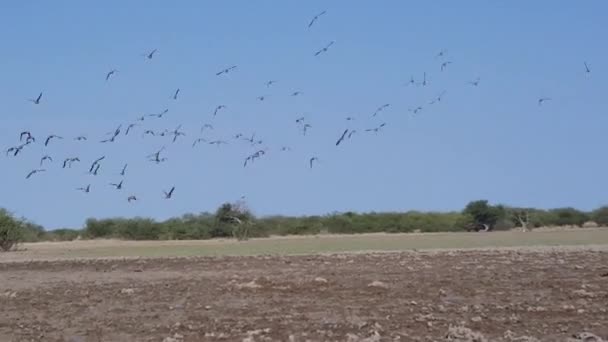 Große Gruppe Von Vögeln Fliegt Einen Teich Central Kalahari Game — Stockvideo