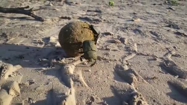 Dung Beetles Rolling Ball Dung Moremi Game Reserve Botswana — Video