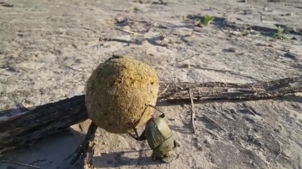 Dungbaggar Rullar Boll Dynga Moremi Game Reserve Botswana — Stockvideo