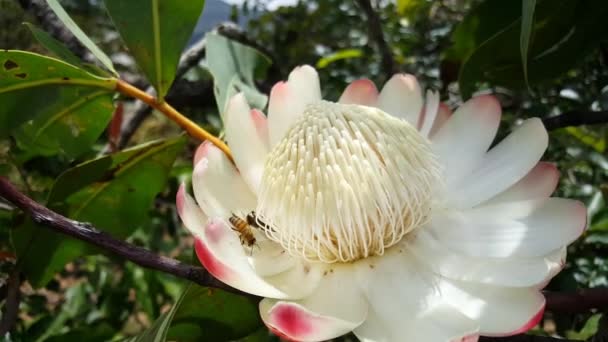 Wasp Big White Flower Forest Cameroon — Stock Video