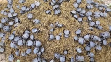 Botswana 'daki Makadikadi Havzası' nda büyük bir gübre böceği grubu.