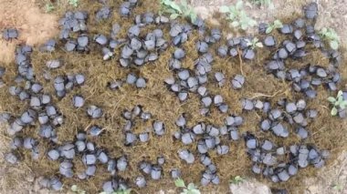 Botswana 'daki Makadikadi Havzası' nda büyük bir gübre böceği grubu.