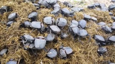 Botswana 'daki Makadikadi Havzası' nda büyük bir gübre böceği grubu.