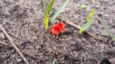 Kahi Badi Orman Parkı Gambiya, Afrika 'da yağmur böceği