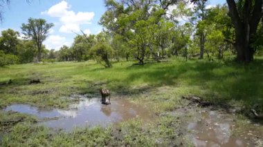 Botswana 'daki Moremi Oyun Rezervi' nde bir grup Afrikalı vahşi köpek
