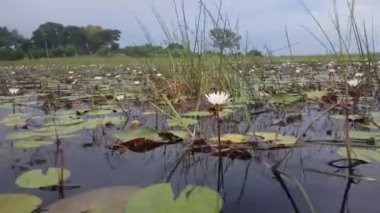 Moremi oyun parkında nilüfer çiçekleri olan göl, Botswana