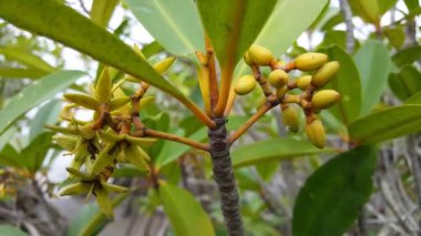 Kiang 'daki Mangrove Çiçeği Batı Ulusal Parkı Gambiya, Afrika