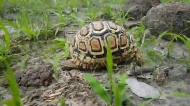 Leopar kaplumbağası Moremi Oyun Rezervi, Botswana 'da çimlerin üzerinde ilerliyor.