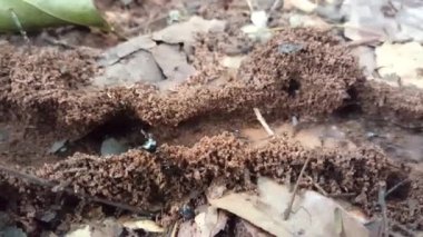 Afrika 'daki Gine-Bissau' da yoğun karınca kolonisi