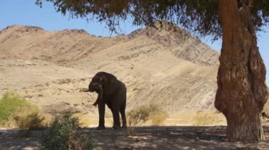 Nambia 'da Hoanib nehir yatağındaki ağacın altında dinlenen fil.
