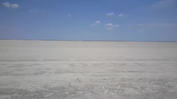 Mole Digging Hole Kgalagadi Transfrontier Park Botswana — Stock Video