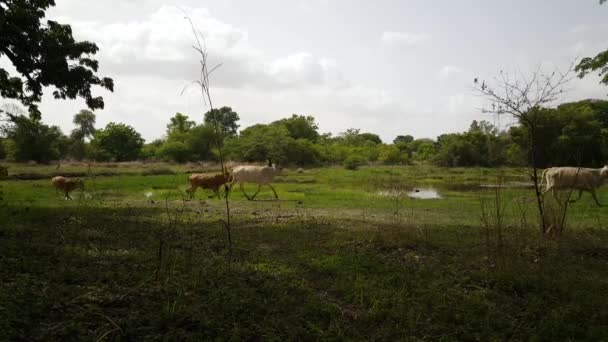 在非洲冈比亚的宝宝龙湿地保护区的国家公园里 成群的奶牛在奔跑 — 图库视频影像