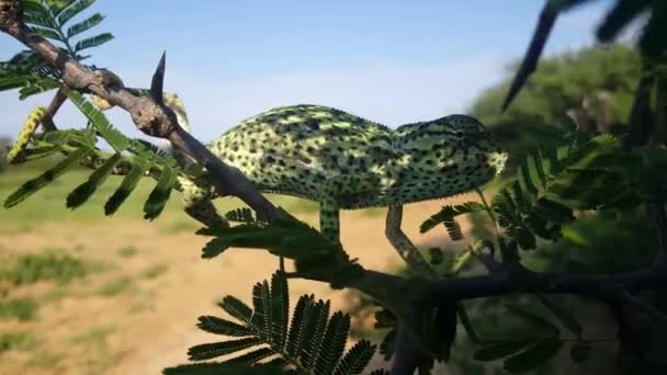Afrikansk Kameleont Gren Botswana — Stockvideo